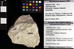 Foto (Objket + Etiketten) von Goniodromites bidentatus (Reuss, 1859) 